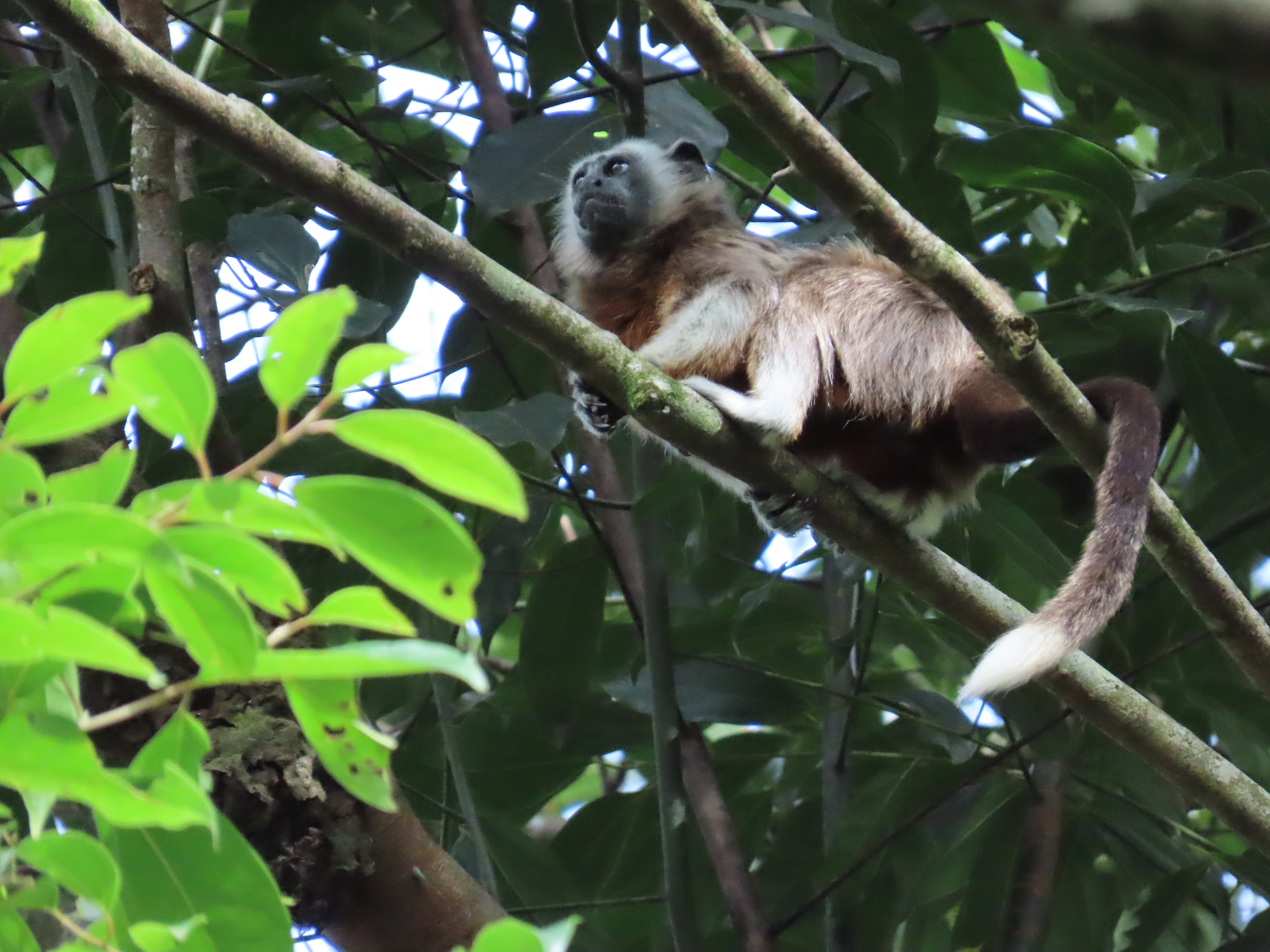 Saguinus leucopus nombre común Tití gris