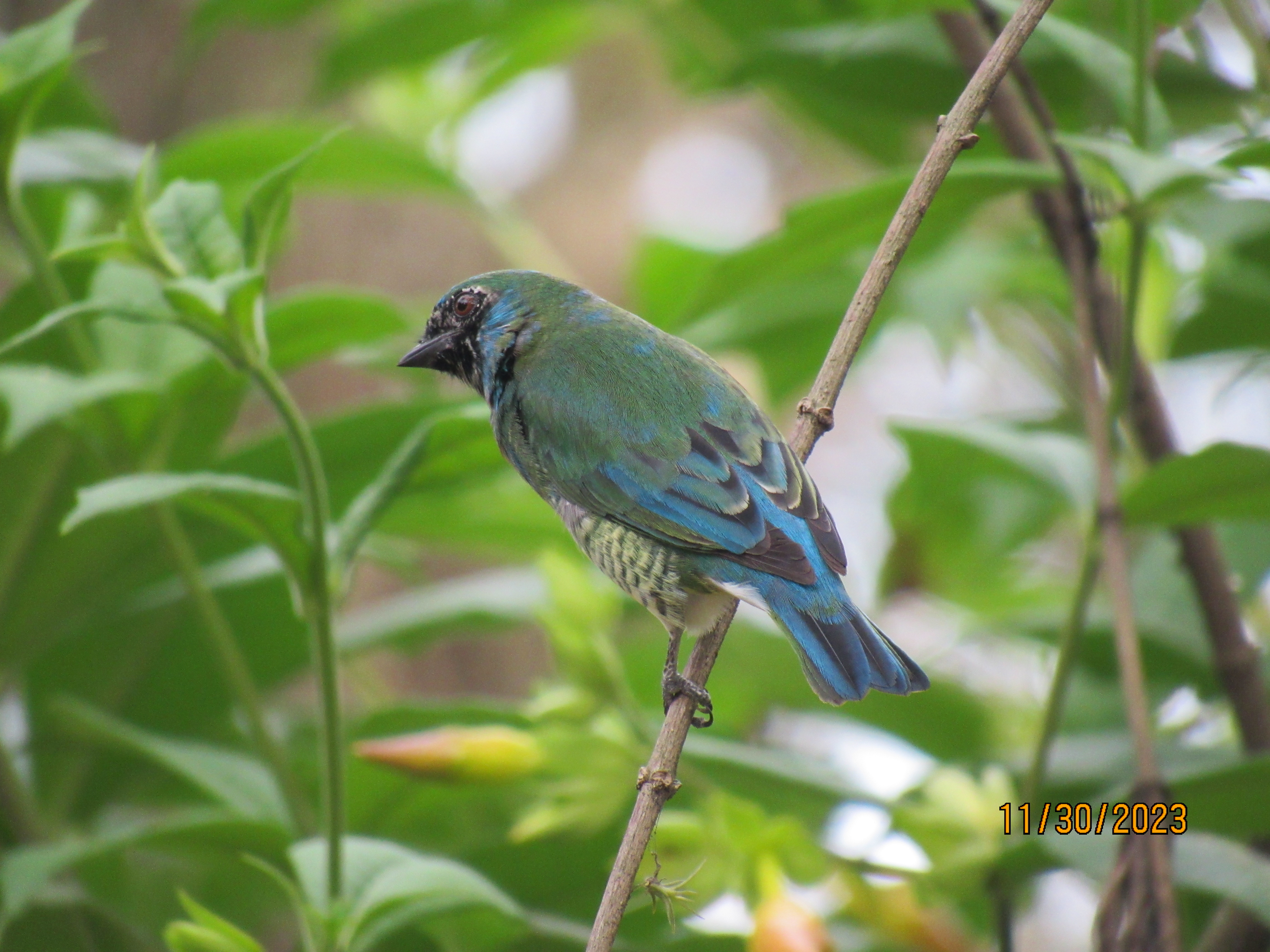 Tersina viridis nombre común Tángara golondrina