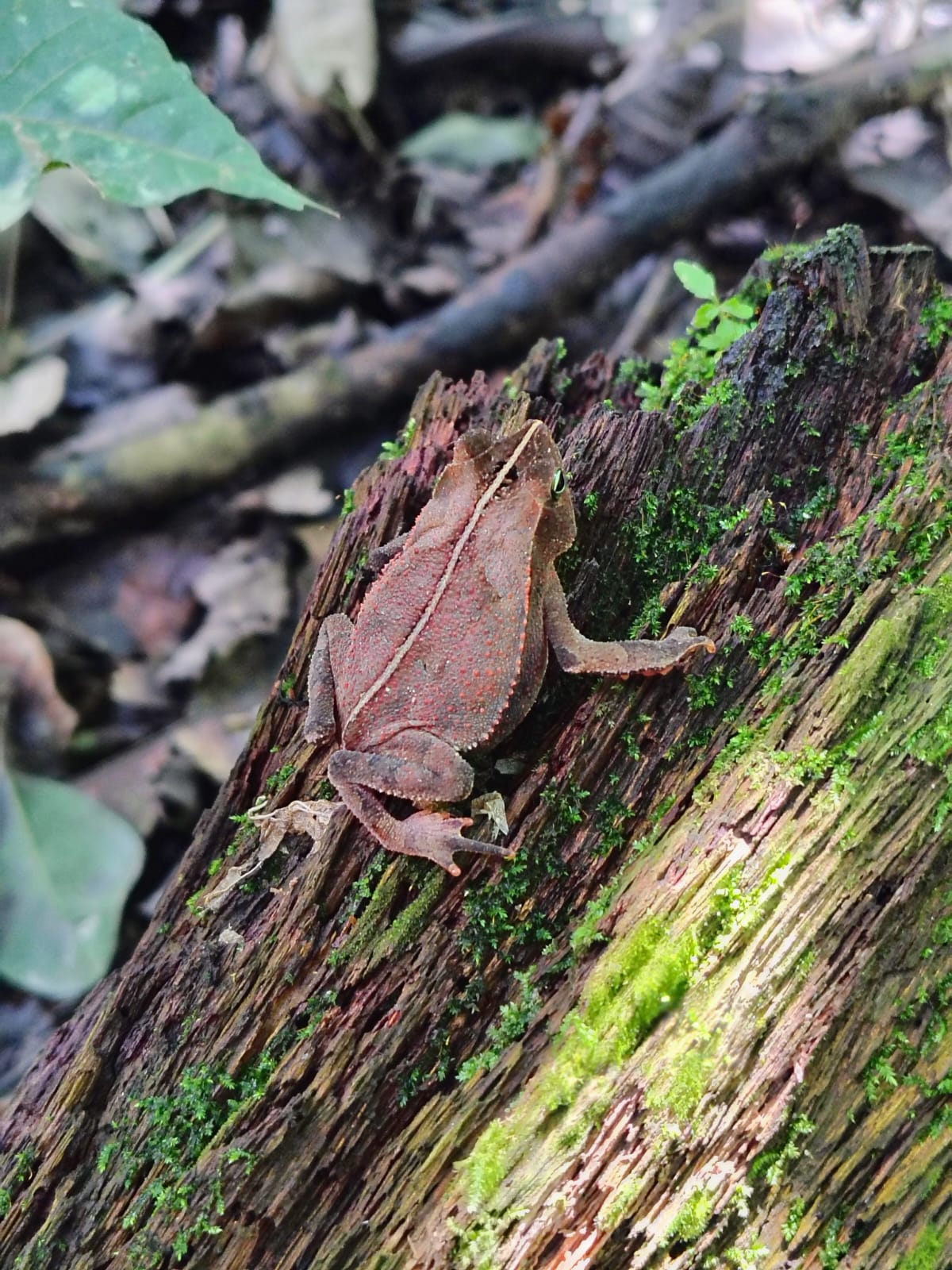 Rinella alata nombre común Sapo del obispo